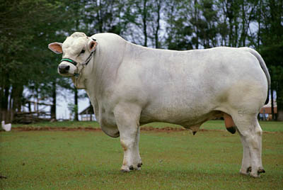 Marchigiana - COW BREEDS | DZROXIS JISHEBI | ძროხის ჯიშები
